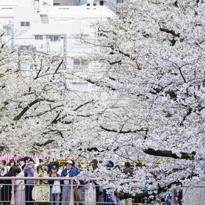 Cherry Blossom Season in Japan: A Magical Journey with Travel Express