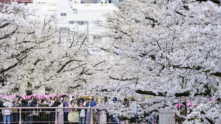 Cherry Blossom Season in Japan: A Magical Journey with Travel Express