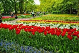 🌷 A Guide to the Keukenhof Tulip Gardens