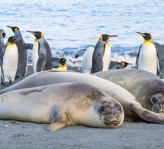 Antarctica’s wildlife Penguins and seals