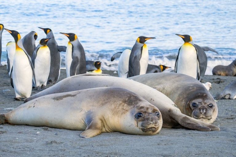 Antarctica’s wildlife Penguins and seals