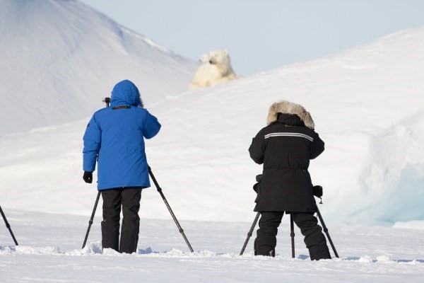 Arctic wildlife photography tips