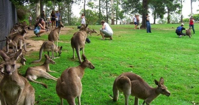 Australia’s indigenous wildlife encounters