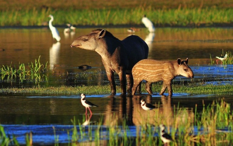 Brazil’s Pantanal wildlife