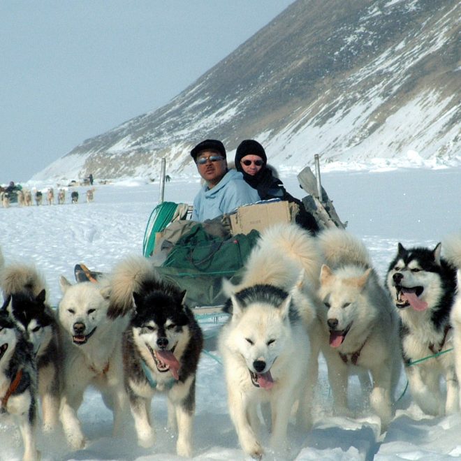 Dog sledding in Greenland