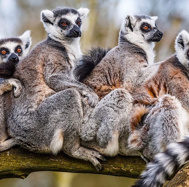 Madagascar’s wildlife adventure