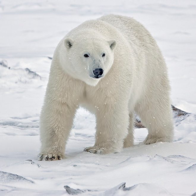 Polar bear watching in Svalbard
