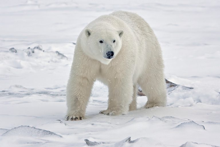 Polar bear watching in Svalbard