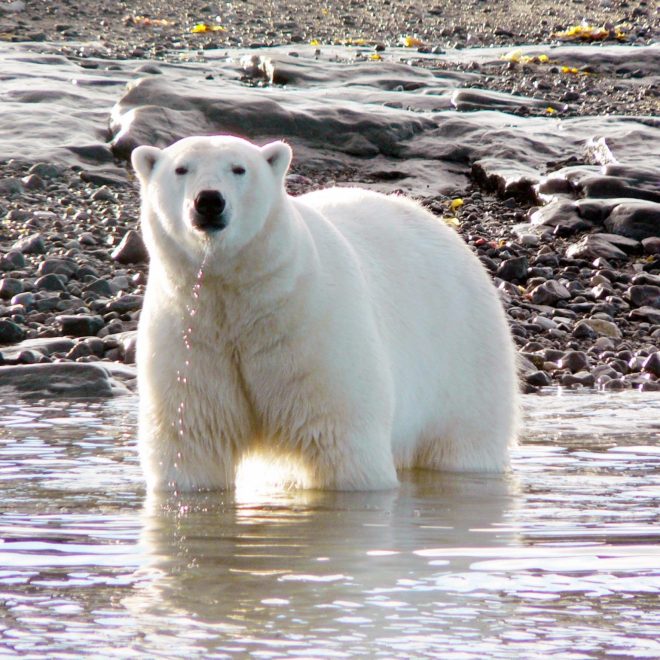 Summer in the polar regions What to do