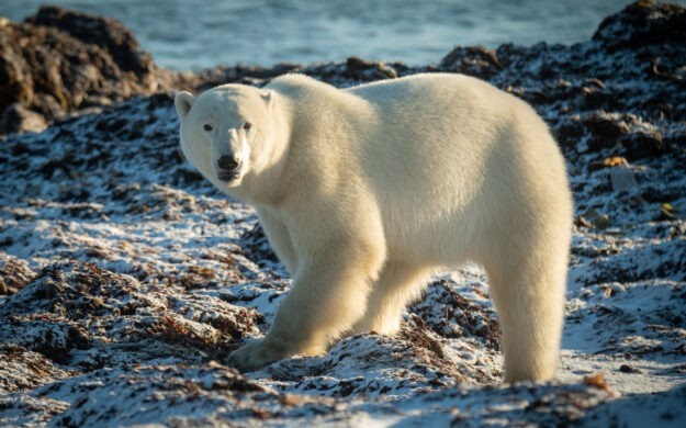 Sustainable travel in polar regions