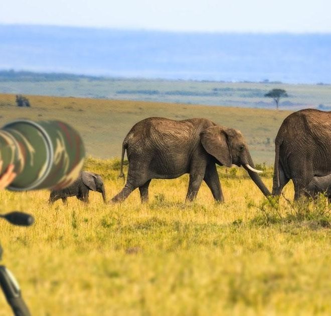 Wildlife photography in New Zealand