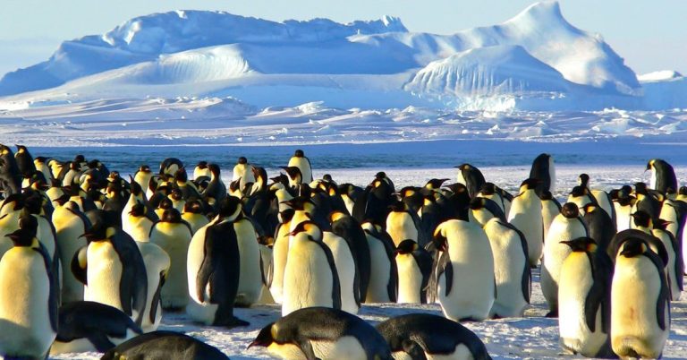 Wildlife tours in the Antarctic Peninsula